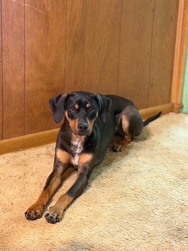 Black and tan Catahoula lying stretched out on carpet against a wood-panelled wall
