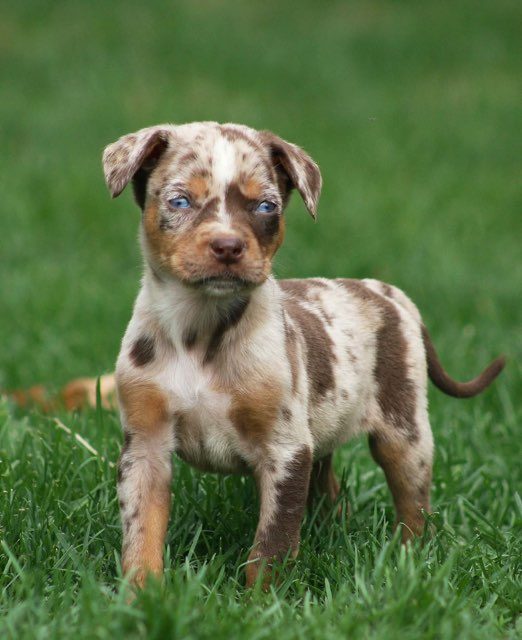 Chocolate merle Catahoula puppy with blue eyes standing alert in green grass