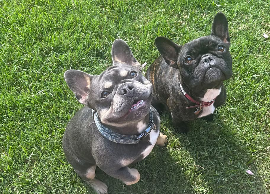Two young French Bulldogs, one blue and one brindle, sitting side by side in the grass and looking up at the camera