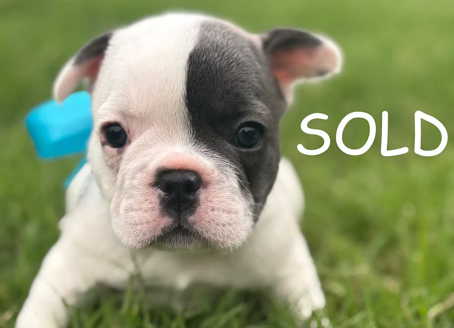 A pied French Bulldog puppy with a blue bow tie, lying in the grass