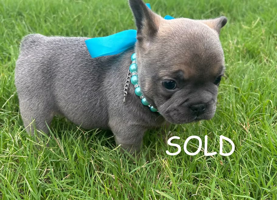 A blue fawn French Bulldog puppy in a teal bow and beaded collar, standing in the grass