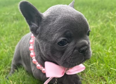 A blue French Bulldog puppy wearing a pink pearl collar and bow, lying in the grass