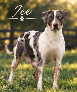 Ice, a white and merle Catahoula, standing in grass beside a wooden fence