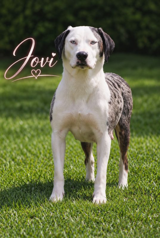 Jovi, a white and merle Catahoula, standing squarely on a mown lawn