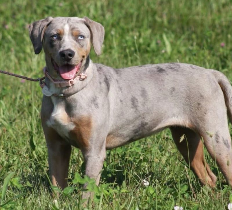 Blue merle Catahoula standing in tall summer grass wearing a pink collar