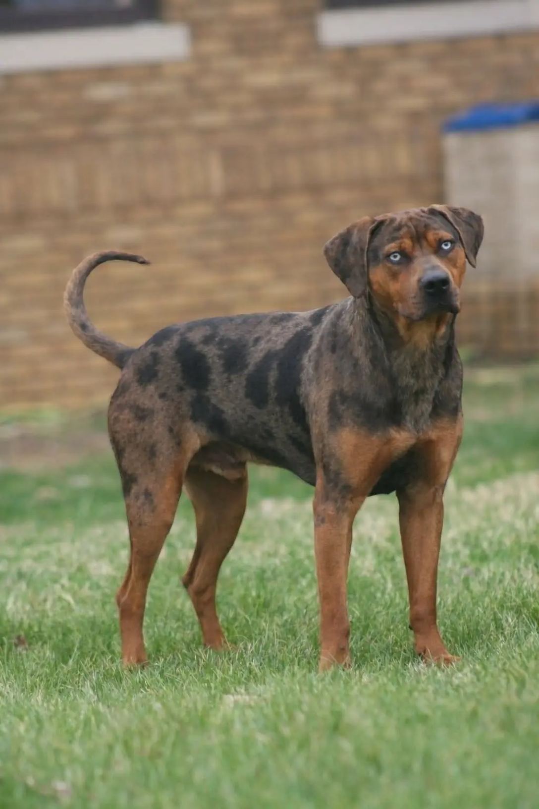 Merle Catahoula Leopard Dog standing alert on green grass in front of a brick wall
