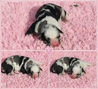 Three views of a black and white merle newborn puppy dozing on a pink blanket