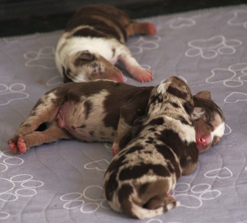 Three chocolate merle newborn puppies curled up asleep together on a paw-print blanket