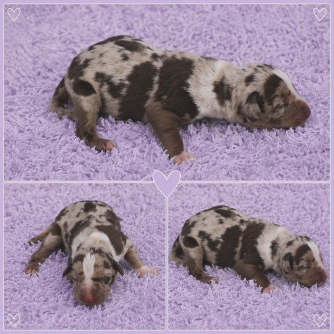 Three views of a chocolate merle newborn puppy stretched out on a lavender blanket