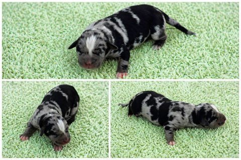Three views of a black and white merle newborn puppy resting on a green blanket