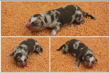 Three views of a merle newborn puppy asleep on an orange blanket
