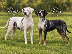 Porsche and Roux, a white and a black merle Catahoula, standing together in a grass field