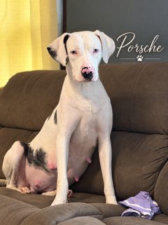 Porsche, a white Catahoula with black markings, sitting upright on a couch