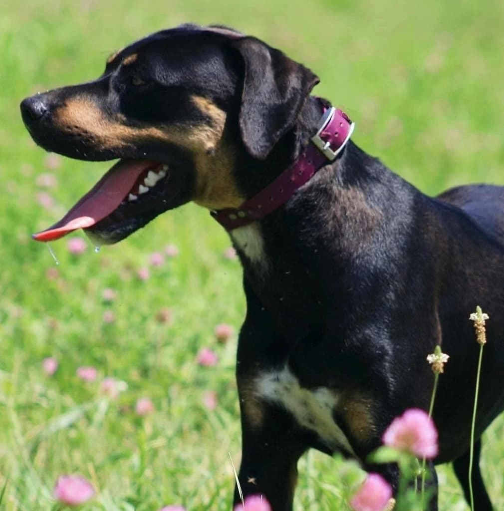 A black and tan Catahoula in a maroon collar standing in a field of clover, panting after a run