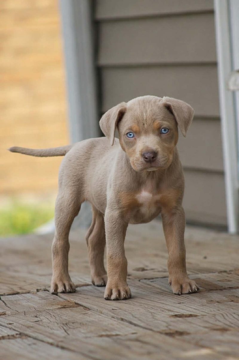 Silver-fawn Catahoula puppy with pale blue eyes standing on a weathered wooden porch