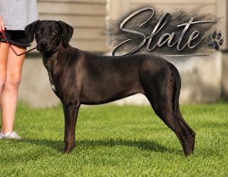 Slate, a charcoal black Catahoula, standing in profile on green grass