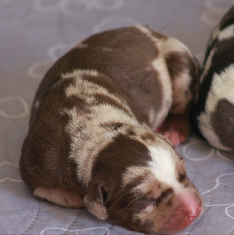 Close-up of a chocolate merle newborn puppy sleeping beside a littermate