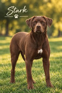 Stark, a solid chocolate Catahoula, standing in a sunlit grass field