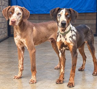 Two red and merle Catahoulas standing side by side in a kennel yard