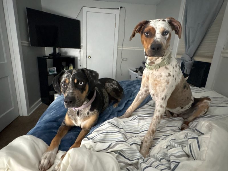 Two adult Catahoulas resting together on a bed, one merle and one white with red spots